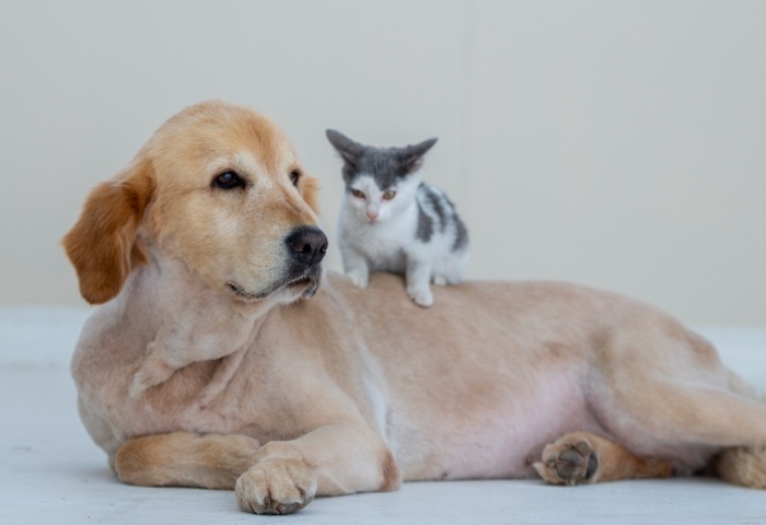 養(yǎng)寵物家庭如何保障室內清潔？